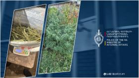 Վաղարշապատի ոստիկանները 54-ամյա տղամարդու տանը մարիխուանա են հայտնաբերվել Վաղարշապատի ոստիկանները 54-ամյա տղամարդու տանը մարիխուանա են հայտնաբերվել