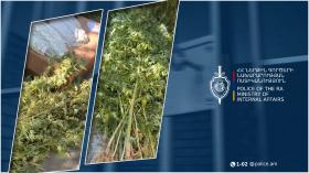 Քրեական ոստիկանները արտաշատցի տղամարդու տան բակում հայտնաբերել են կանեփի 326 բույս, նաև` մարիխուանա Քրեական ոստիկանները արտաշատցի տղամարդու տան բակում հայտնաբերել են կանեփի 326 բույս, նաև` մարիխուանա