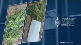 Թալինի համայնքային ոստիկանները Կաքավաձորի բնակչի հողամասում կանեփ և նույն բույսի չորացված զանգված են հայտնաբերել Թալինի համայնքային ոստիկանները Կաքավաձորի բնակչի հողամասում կանեփ և նույն բույսի չորացված զանգված են հայտնաբերել