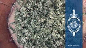 Խոշոր չափերի մարիխուանայի հայտնաբերում Վանաձորում. Լոռու քրեական ոստիկանների բացահայտումը Խոշոր չափերի մարիխուանայի հայտնաբերում Վանաձորում. Լոռու քրեական ոստիկանների բացահայտումը