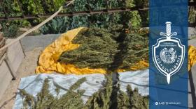 Մարմարիկում հայտնաբերվել է երեք ու կես կիլոգրամից ավելի կանեփի չորացված զանգված․ Հրազդանի համայնքային ոստիկանների բացահայտումը Մարմարիկում հայտնաբերվել է երեք ու կես կիլոգրամից ավելի կանեփի չորացված զանգված․ Հրազդանի համայնքային ոստիկանների բացահայտումը