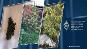 Լոռու մարզի քրեական ոստիկանները կանեփ աճեցնելու և թմրանյութ պահելու դեպք են բացահայտել Լոռու մարզի քրեական ոստիկանները կանեփ աճեցնելու և թմրանյութ պահելու դեպք են բացահայտել