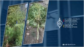 Արտաշատի ոստիկանները կանեփ աճեցնելու և թմրամիջոց պատրաստելու դեպք են բացահայտել Արտաշատի ոստիկանները կանեփ աճեցնելու և թմրամիջոց պատրաստելու դեպք են բացահայտել